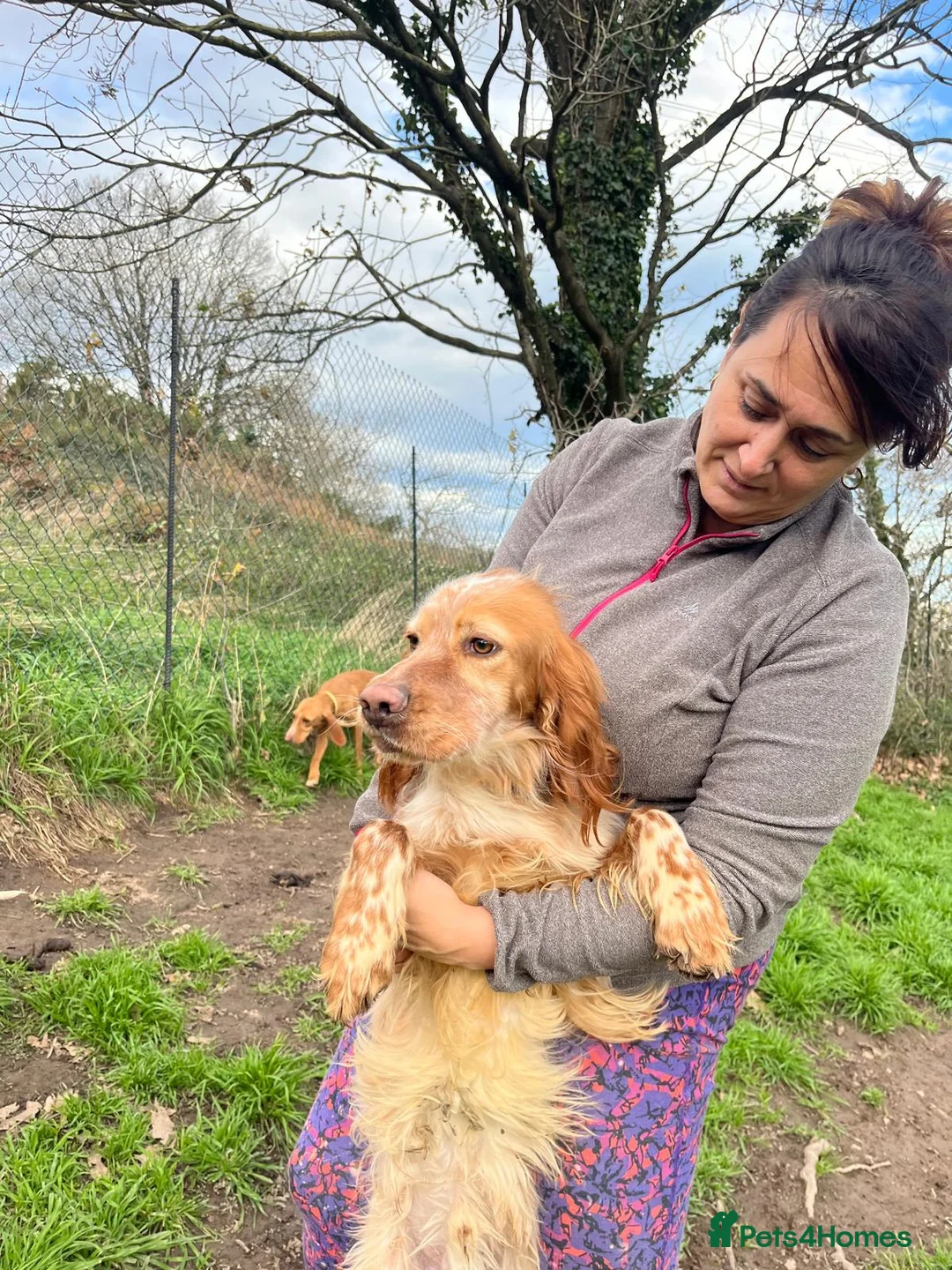 English Setter dogs for adoption: Tito  - Advert 7