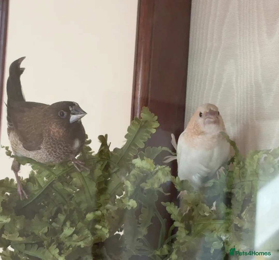 Finches birds for sale: Benglease / society finch x2  in Dukinfield - Advert 1