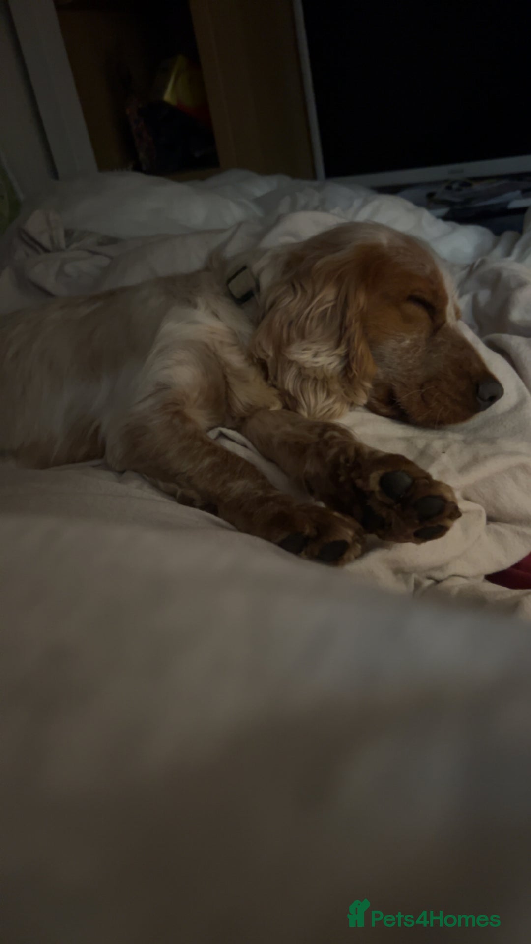 Cocker Spaniel dogs for sale: Male cocker spaniel - Image 5