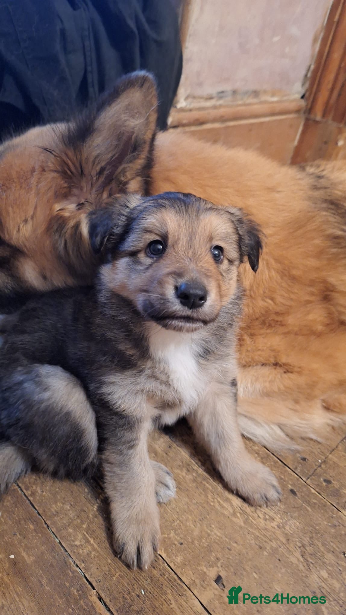 Mixed Breed dogs Shollie Pup - Advert 6