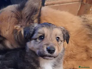 Mixed Breed dogs Shollie Pup - Advert 2