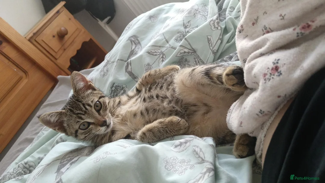 Mixed Breed cats for sale: Tabby girl kitten - Advert 5