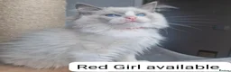 Ragdoll cats for sale: Blue BiColour Luxury Girls- READY to GP - Advert 1