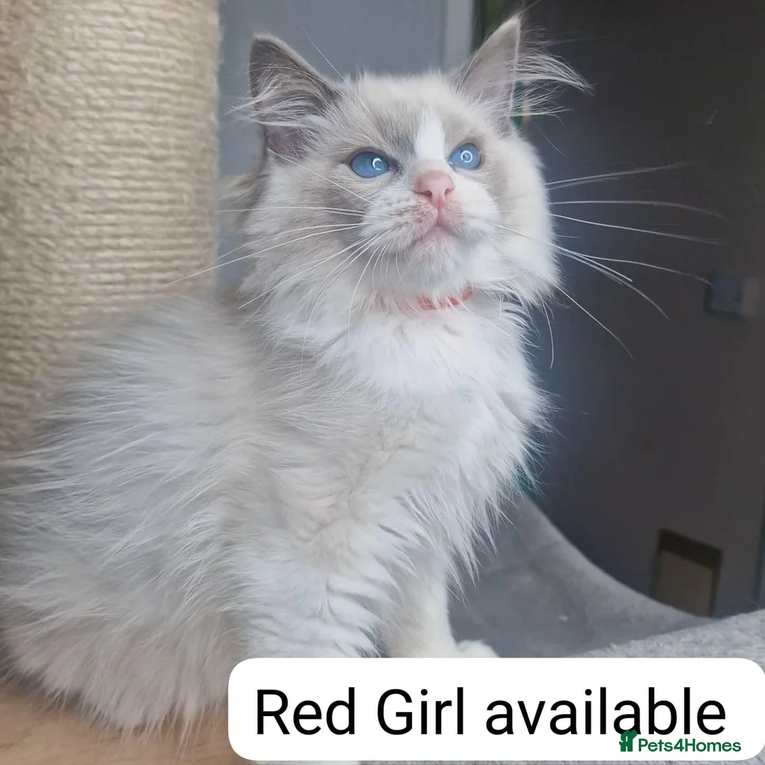 Ragdoll cats for sale: Blue BiColour Luxury Girls- READY to GP - Advert 1