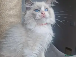 Ragdoll cats Blue BiColour Luxury Girls- READY to GP - Advert 6