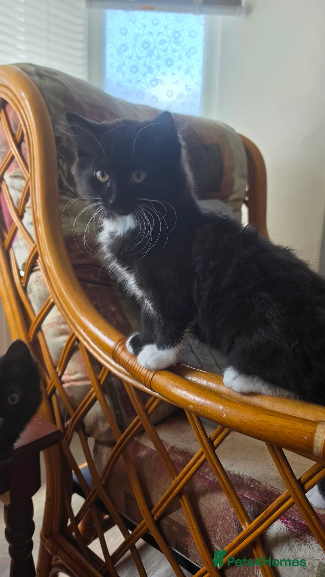 Mixed Breed cats for sale: Cute playful kittens are looking for a new home. - Advert 2
