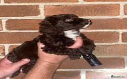 Cockapoo dogs for sale: Beautiful Cockapoo  - Image 5