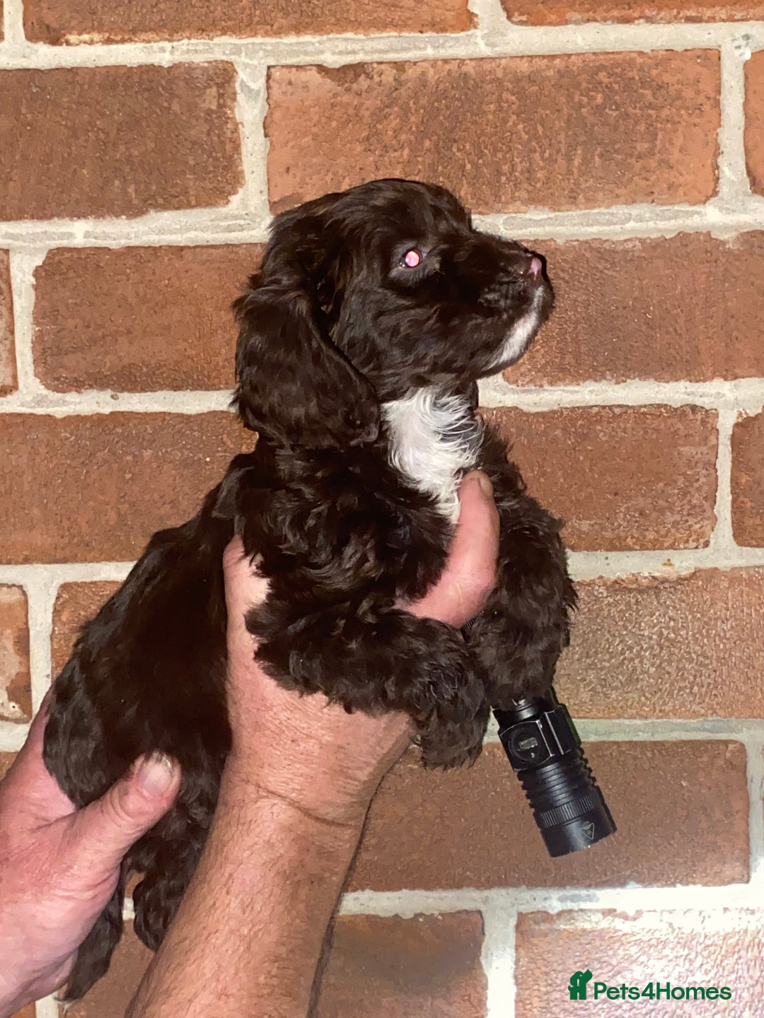 Cockapoo dogs for sale: Beautiful Cockapoo  - Image 5