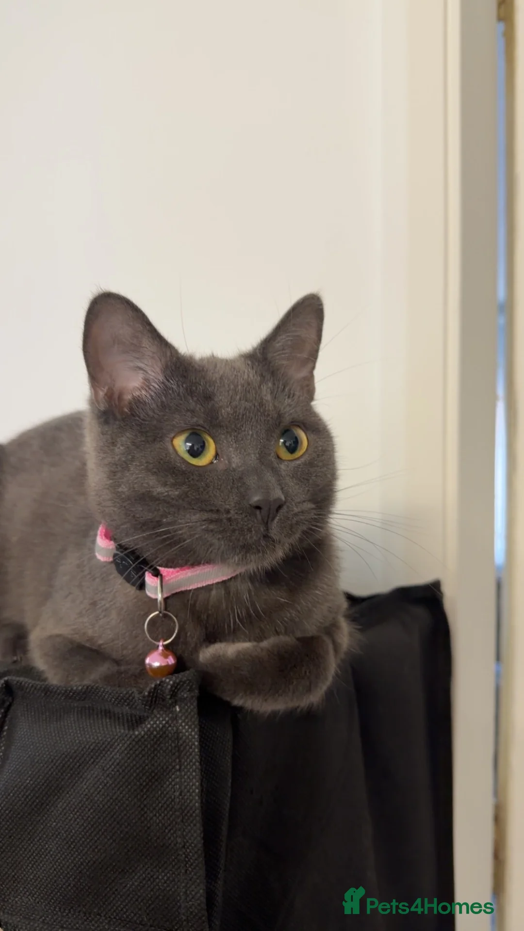 Domestic Shorthair cats for sale: Cat for sale in Keighley - Advert 2