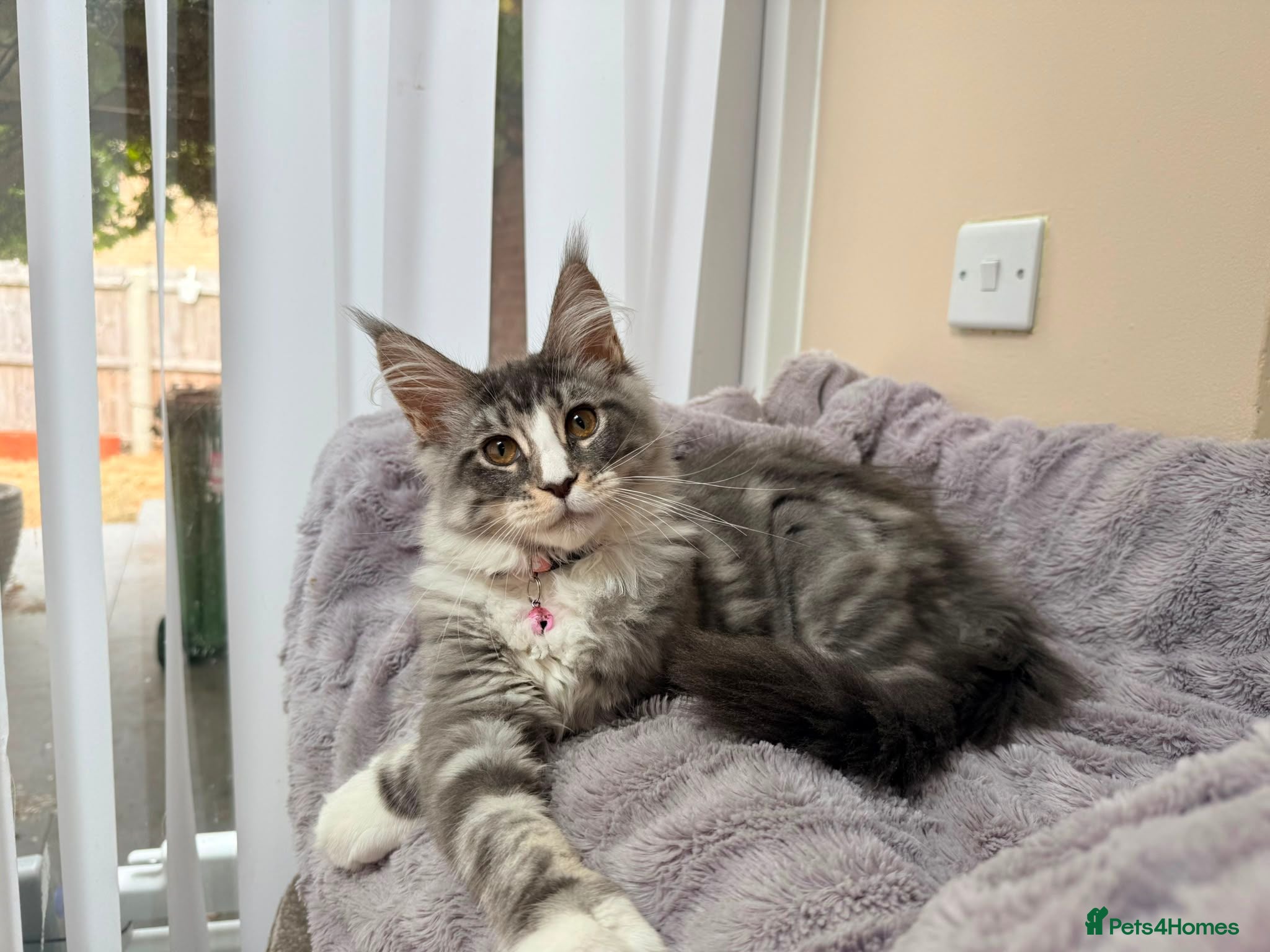 Maine Coon cats Beautiful pedigree FEMALE Maine Coon kitten - Advert 2