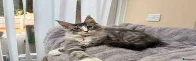 GUS