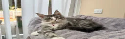 Maine Coon cats for sale: Beautiful pedigree FEMALE Maine Coon kitten - Advert 2