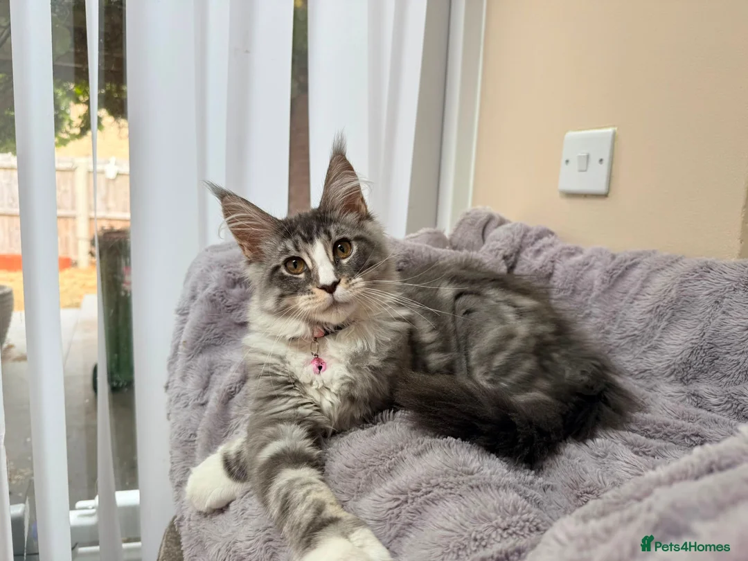 Maine Coon cats for sale: Beautiful pedigree FEMALE Maine Coon kitten - Advert 2