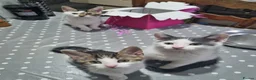 Mixed Breed cats for sale: 3 Kittens Ready to leave in Smethwick - Advert 22