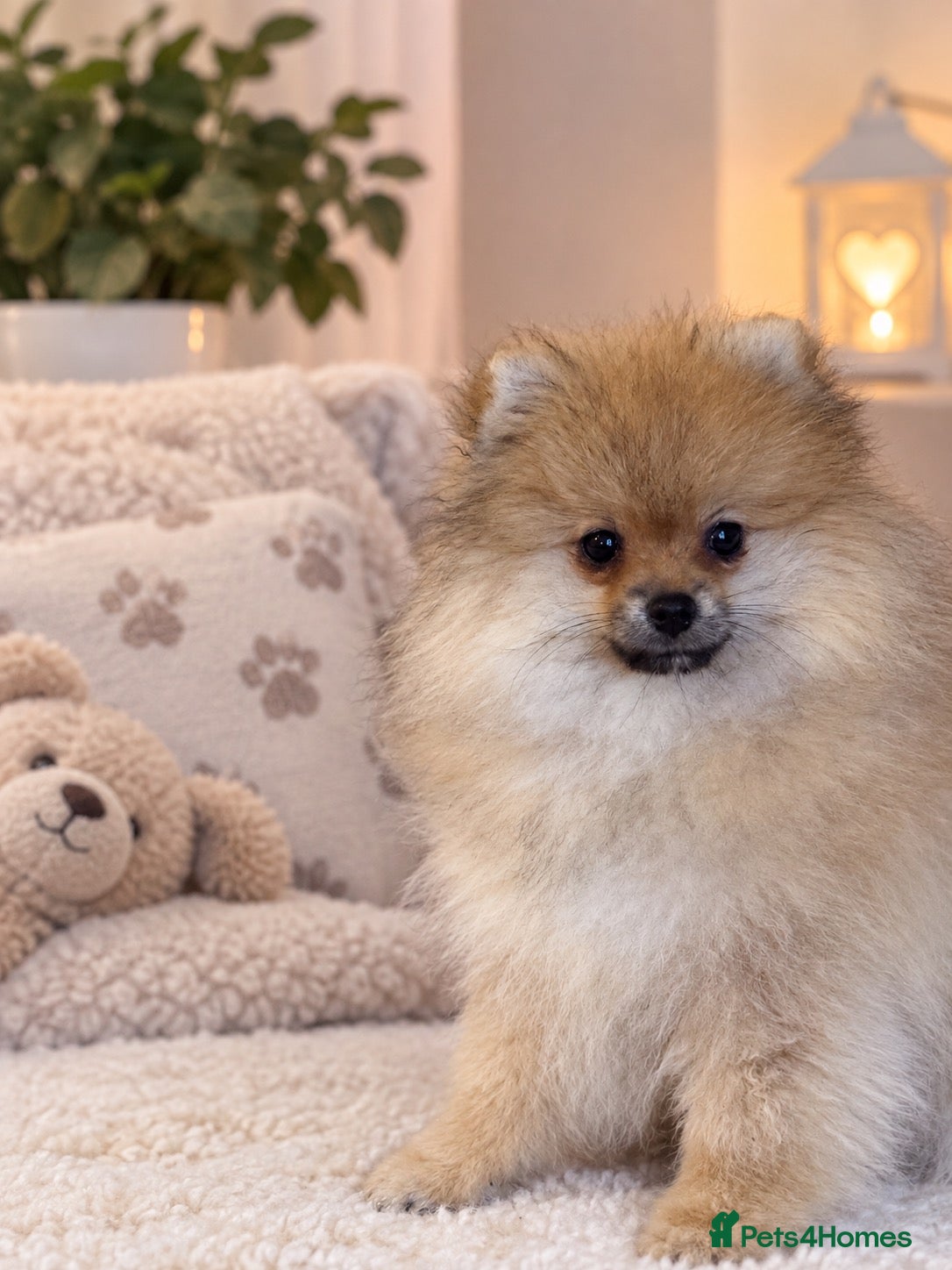 Pomeranian dogs KC Beautiful Pomeranian Puppies  - Advert 15