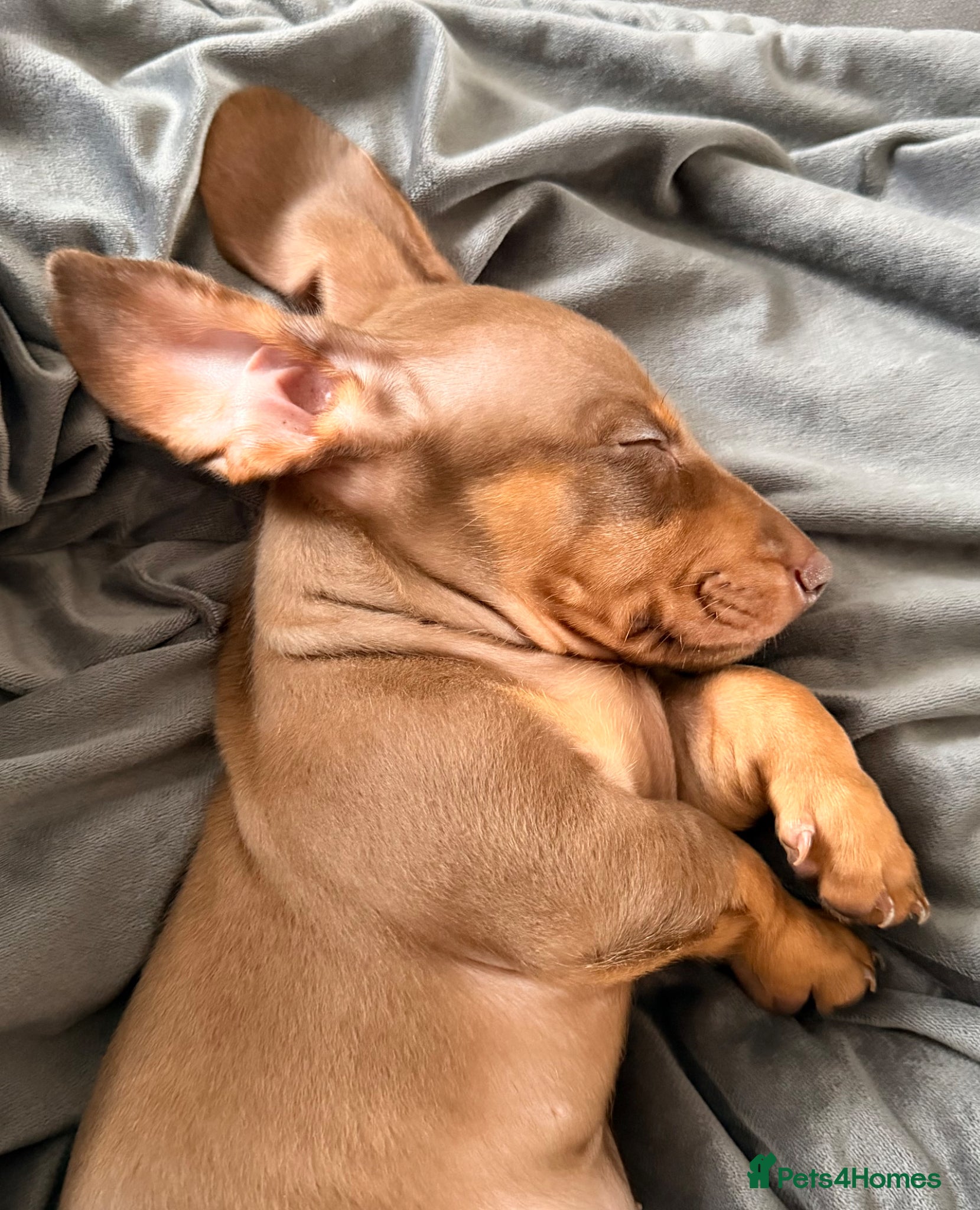 Miniature Dachshund dogs KC registered miniature dachshund - 1 left   - Advert 9