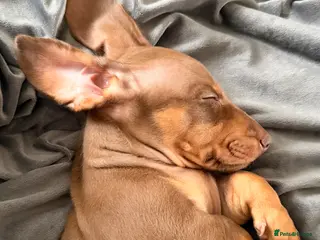 Miniature Dachshund dogs KC registered miniature dachshund - 1 left - Advert 9