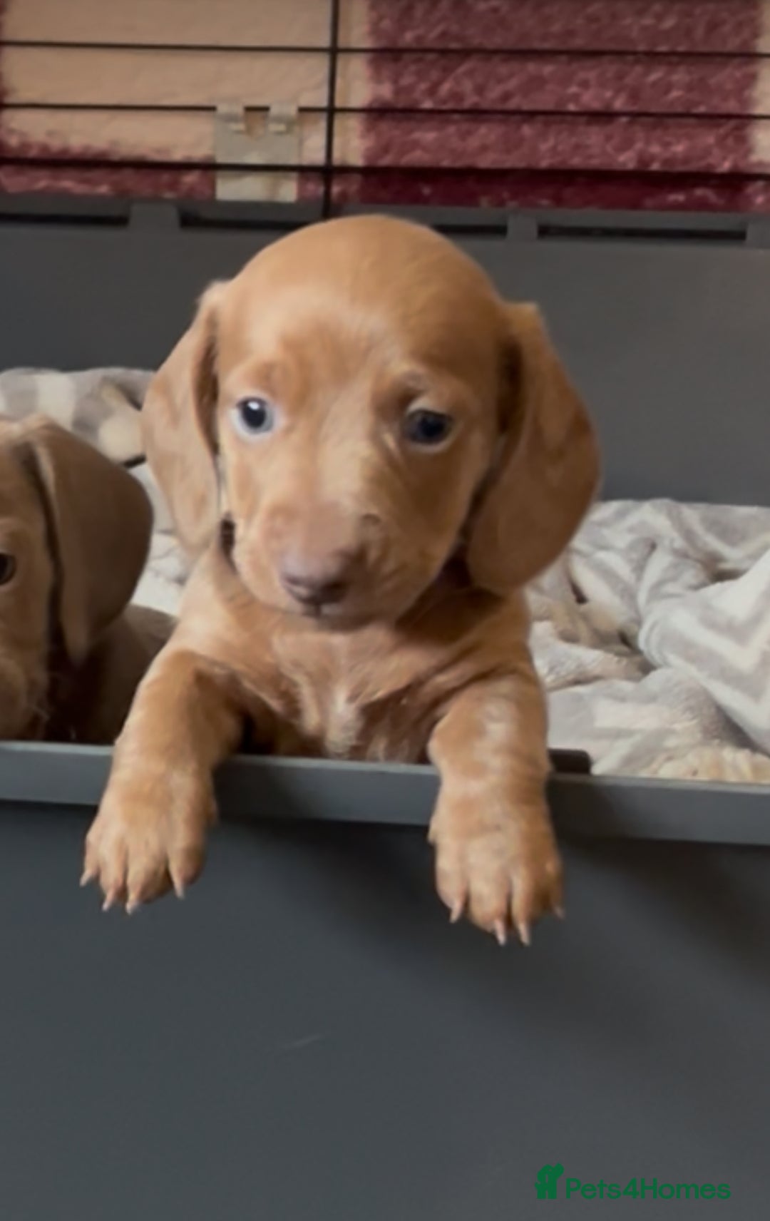 Miniature Dachshund dogs for sale: ✨ REDUCED! 3 OUTSTANDING QUALITY KC PUPS  ✨ - Image 9