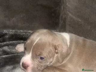 Mixed Breed dogs 9 Puppies - Old Tyme Bulldog x American Bulldog - Advert 5