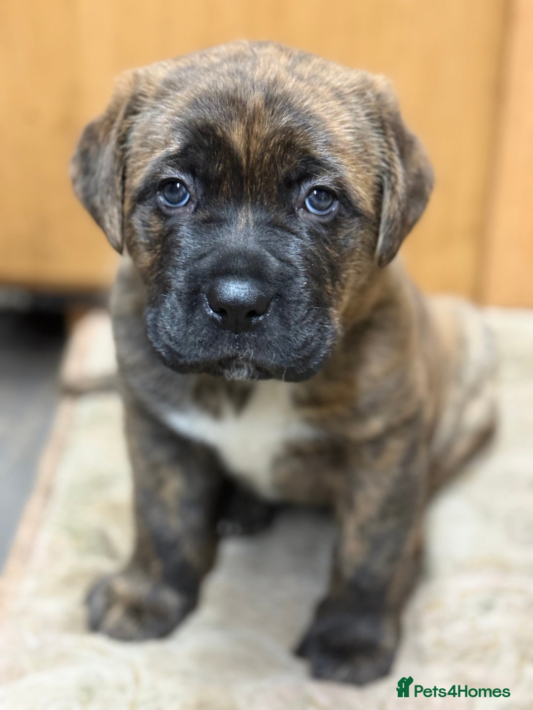 Mixed Breed dogs for sale: Mastiff cross puppy  - Advert 2