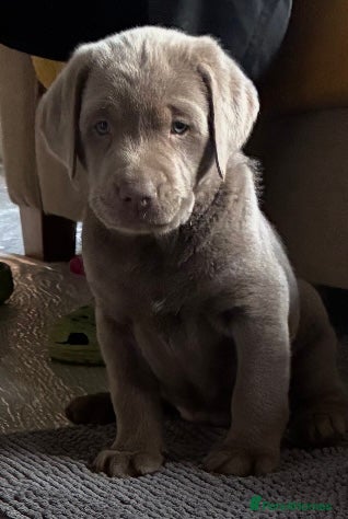 Labrador Retriever dogs Gorgeous Silver Labrador Puppies  - Advert 1