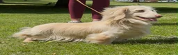 Miniature Dachshund dogs for sale: 🐾 MINIATURE LONG HAIRED DACHSHUND PUPPIES 🐾 - Advert 2