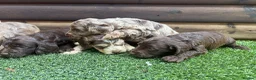 Cockapoo dogs for sale: F1 cockapoo puppies - Advert 3