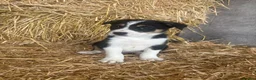 Border Collie dogs for sale: Border Collies Tri Coloured - Advert 4