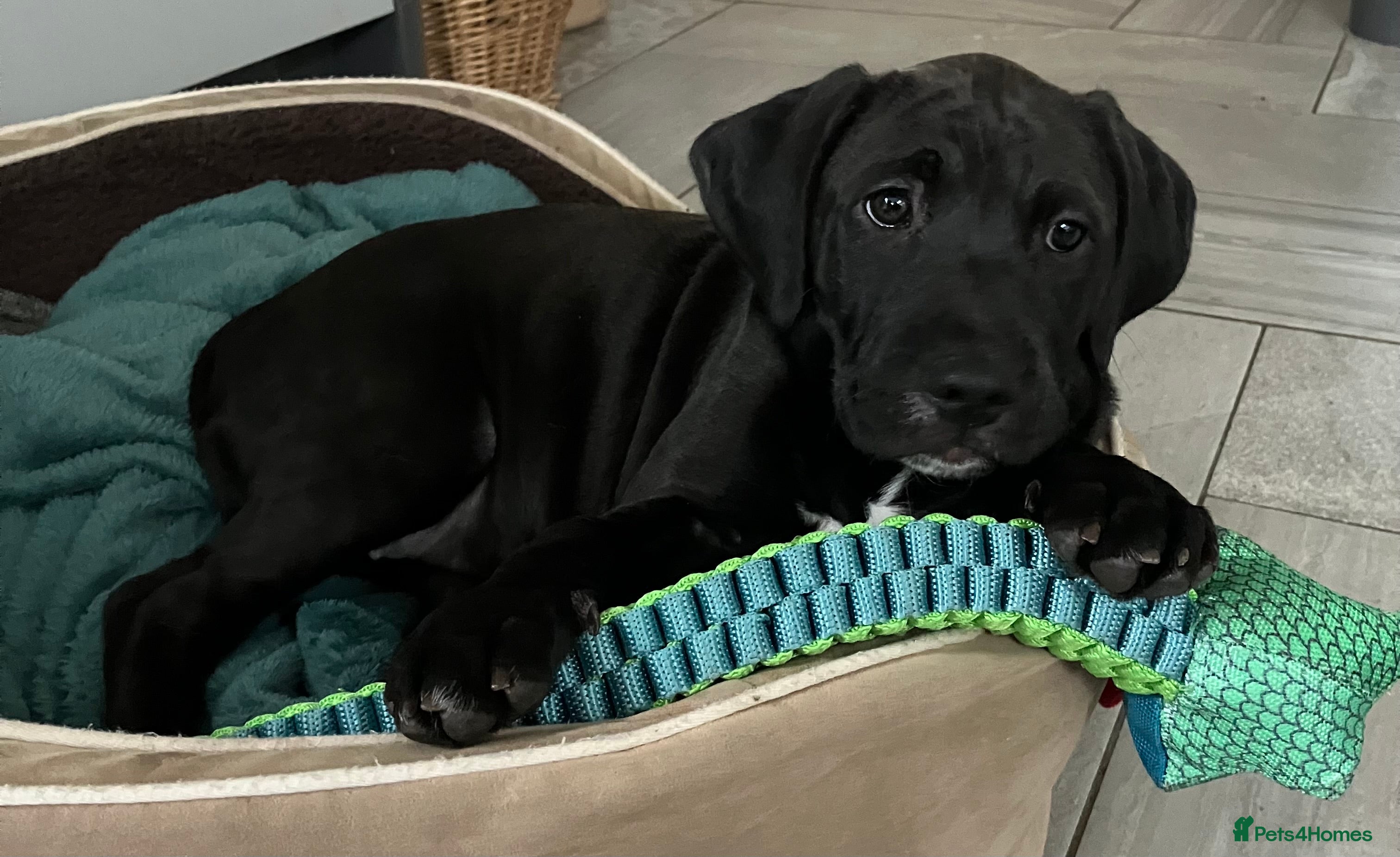 Mixed Breed dogs Cockapoo/Staffie - Advert 1