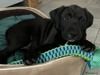 Mixed Breed dogs Cockapoo/Staffie - Advert 1