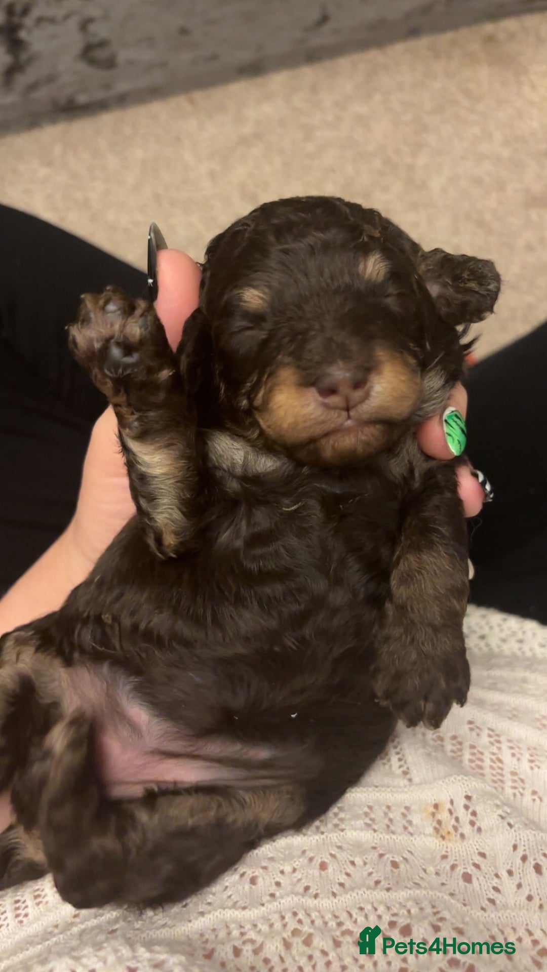 Cockapoo dogs for sale: Beautiful F2B Toy Cockapoo Puppies - Advert 6