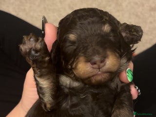 Cockapoo dogs - Advert 3