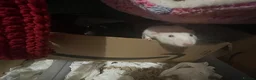 Rat rodents for sale: 3 male Dumbo rats with cage  in Scarborough - Advert 1