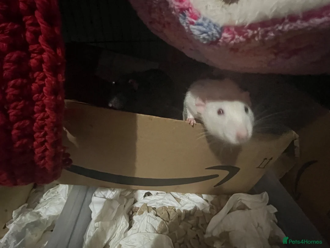 Rat rodents for sale: 3 male Dumbo rats with cage  in Scarborough - Advert 1