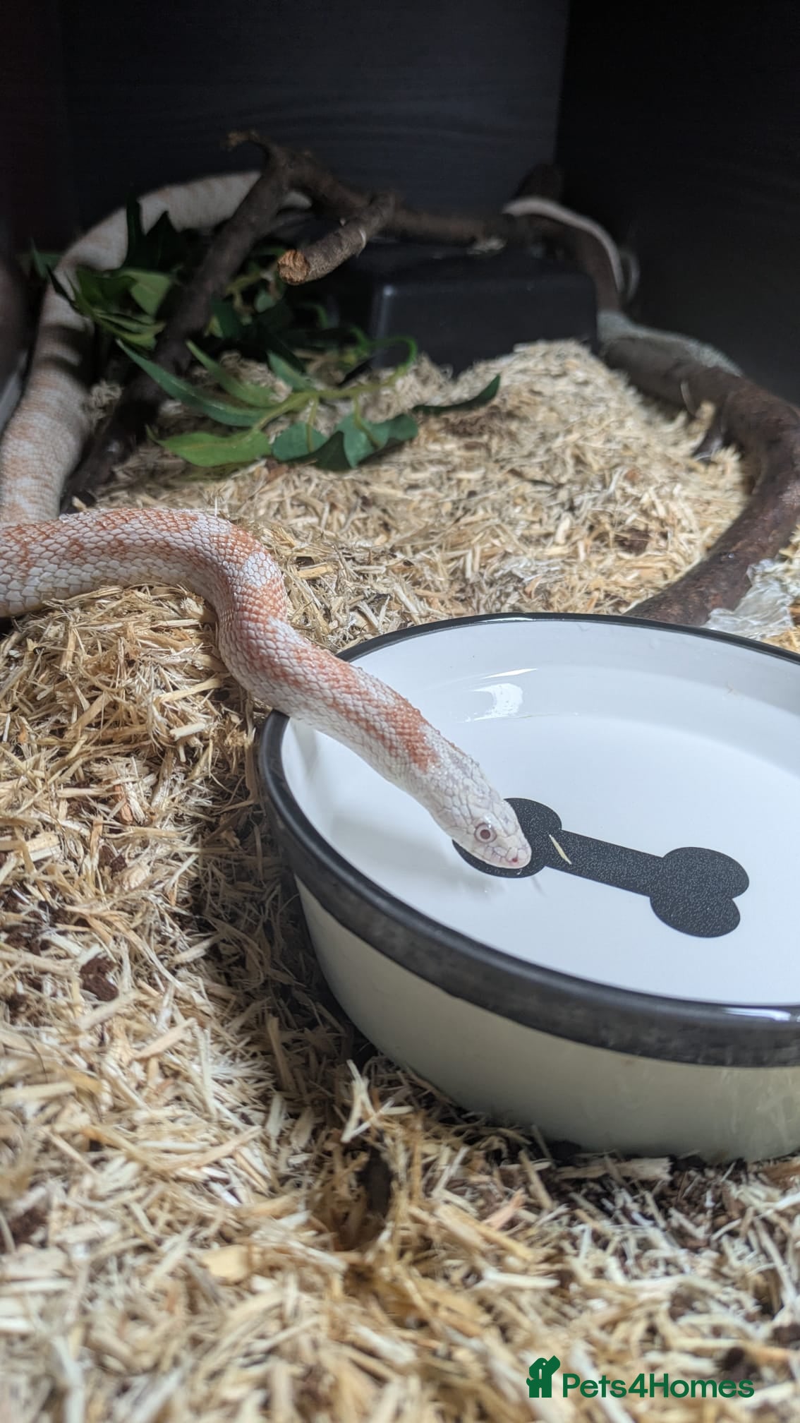 Corn Snake reptiles Albino corn snake  - Advert 1