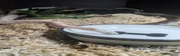 Corn Snake reptiles for sale: Albino corn snake  in Accrington - Advert 1