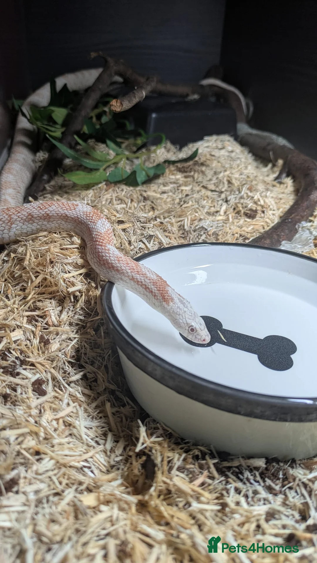 Corn Snake reptiles for sale: Albino corn snake  in Accrington - Advert 1