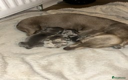 Dachshund dogs for sale: KC miniature dachshunds  in Middlesbrough - Image 4