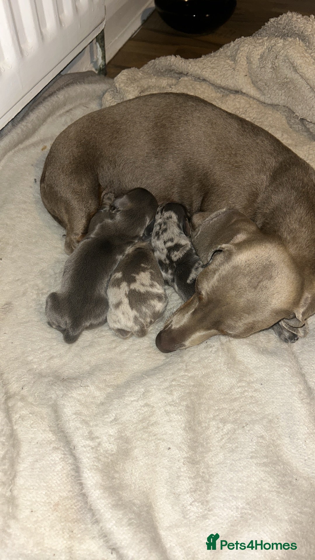 Dachshund dogs for sale: KC miniature dachshunds  in Middlesbrough - Image 4