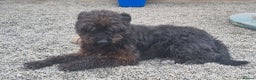 Mixed Breed dogs for adoption: Dave - In Ayr looking for a Home  - Advert 4