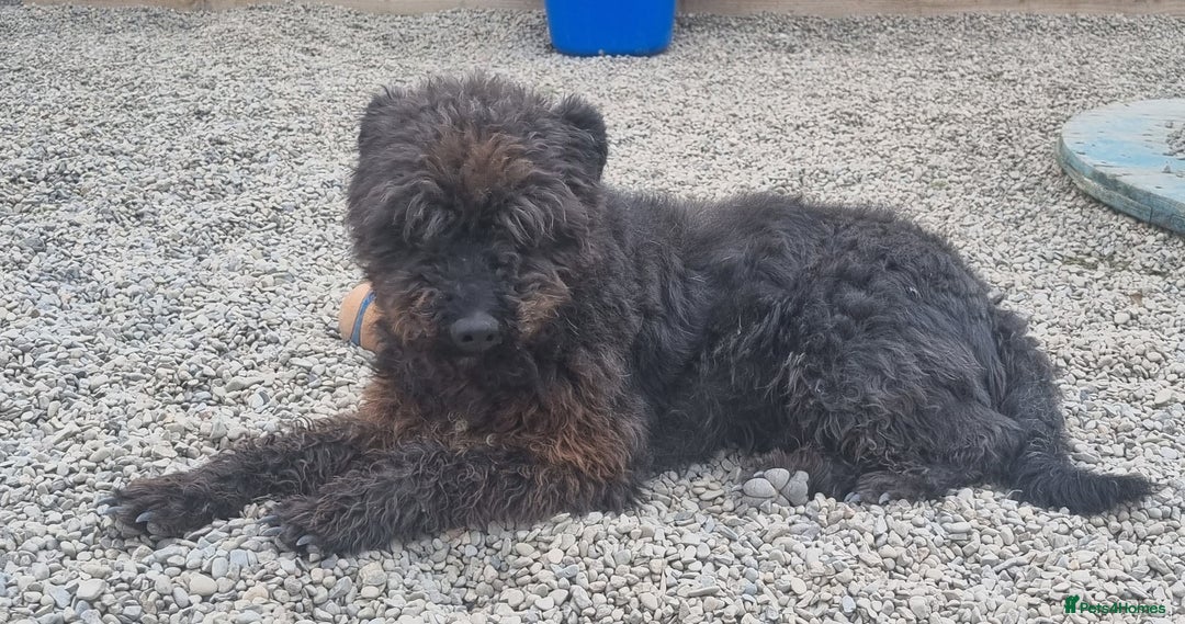 Mixed Breed dogs for adoption: Meet Dave  - Image 4
