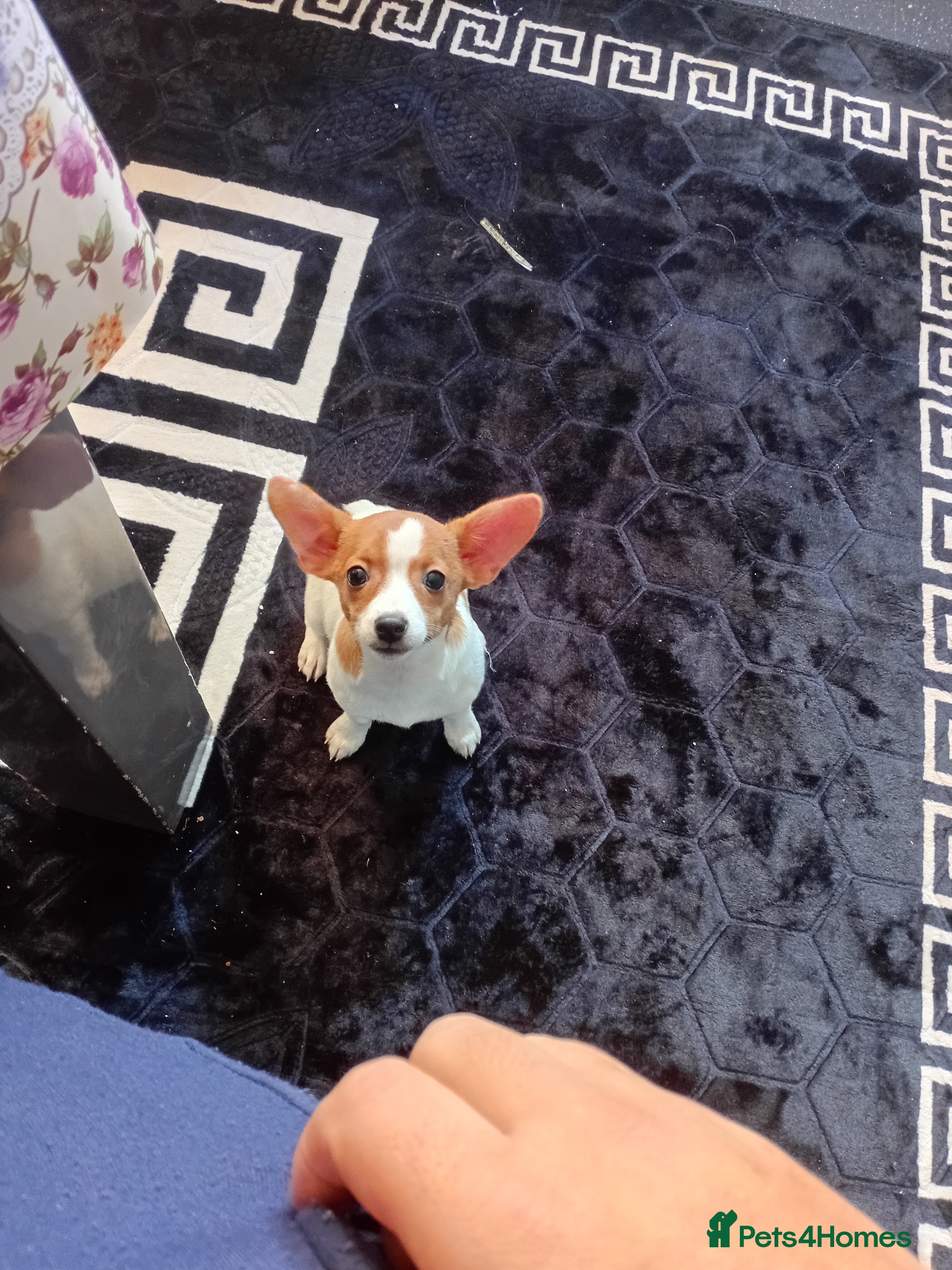 Chihuahua dogs mini chihuahua - Advert 1