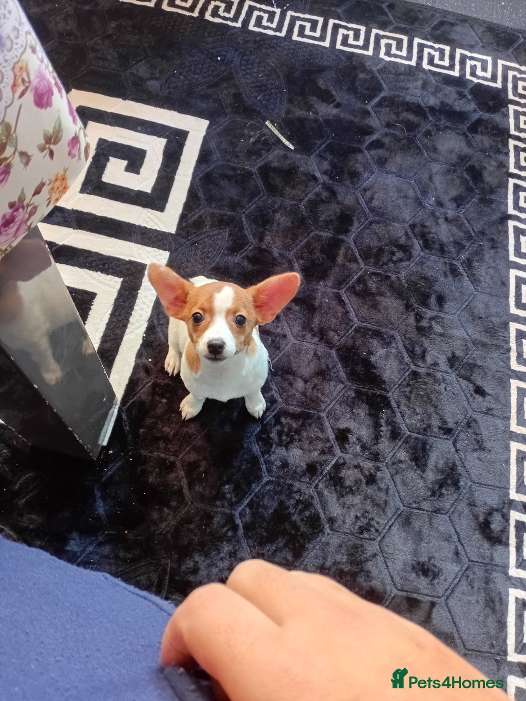 Chihuahua dogs for sale: mini chihuahua - Advert 1