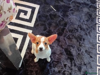 Chihuahua dogs mini chihuahua - Advert 1