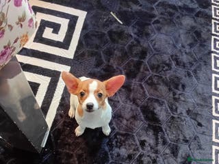 Chihuahua dogs mini chihuahua - Advert 18