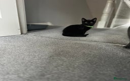 British Shorthair cats for sale: Charming Scottish Fold x British Shorthair Kitte - Image 4