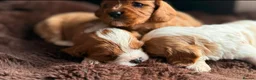 Cavalier King Charles Spaniel dogs for sale: Stunning Cavalier King Charles Spaniel Pups - Advert 3