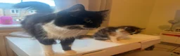 Mixed Breed cats for sale: Female long haired calico kitten in Thornton-Cleveleys - Advert 1