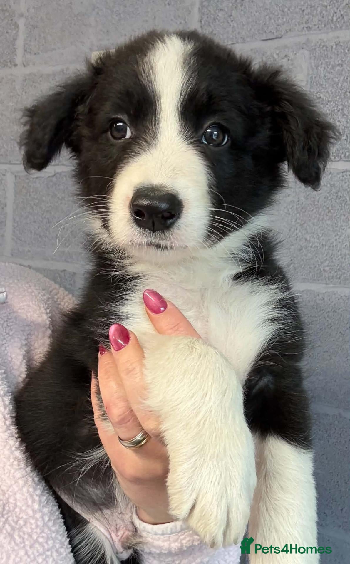 Border Collie dogs Stunning Border Collie puppies - Advert 4