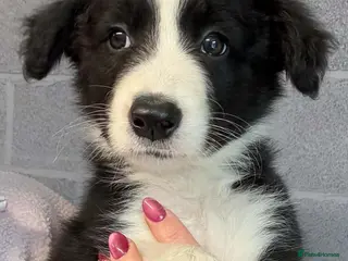 Border Collie dogs Stunning Border Collie puppies - Advert 4
